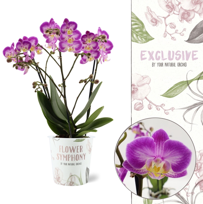 <h4>Flower Symphony | Sunca Pula | Phalaenopsis 3 spike</h4>