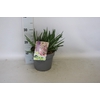 vaste planten 19 cm  Allium Millenium*