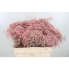 Gyps Painted Pink