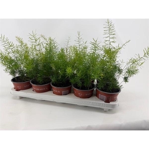Asparagus densiflorus 'Sprengeri'