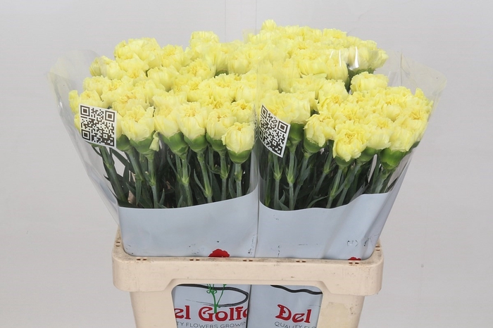 Dianthus St Diletta