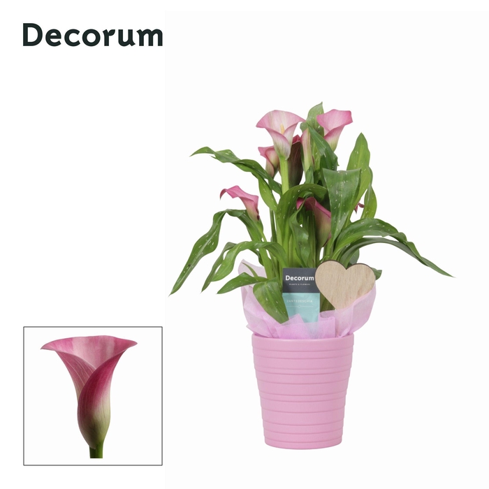 <h4>Zantedeschia (Calla) Roze in Ompot Amy LOVE (Decorum)</h4>