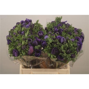 Anemone Mistral Blue
