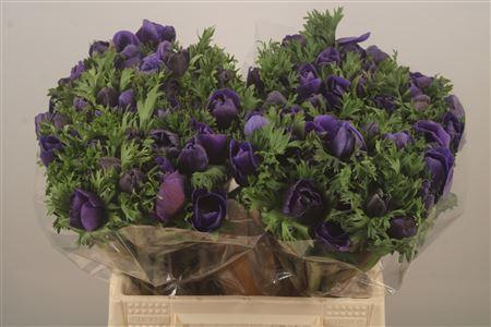 <h4>Anemone Mistral Blue</h4>