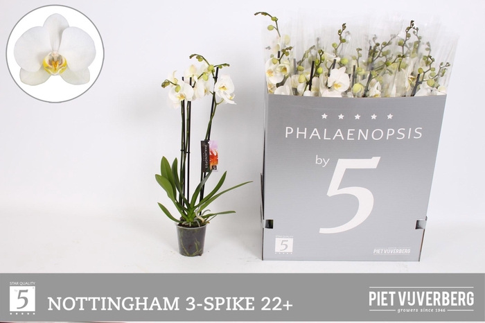 <h4>PHAL AN NOTTINGHAM</h4>