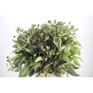 Euca Robusta Geant P Bunch