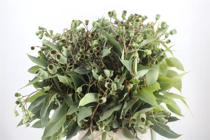 <h4>Euca Robusta Geant P Bunch</h4>