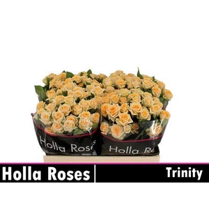R Tr Trinity