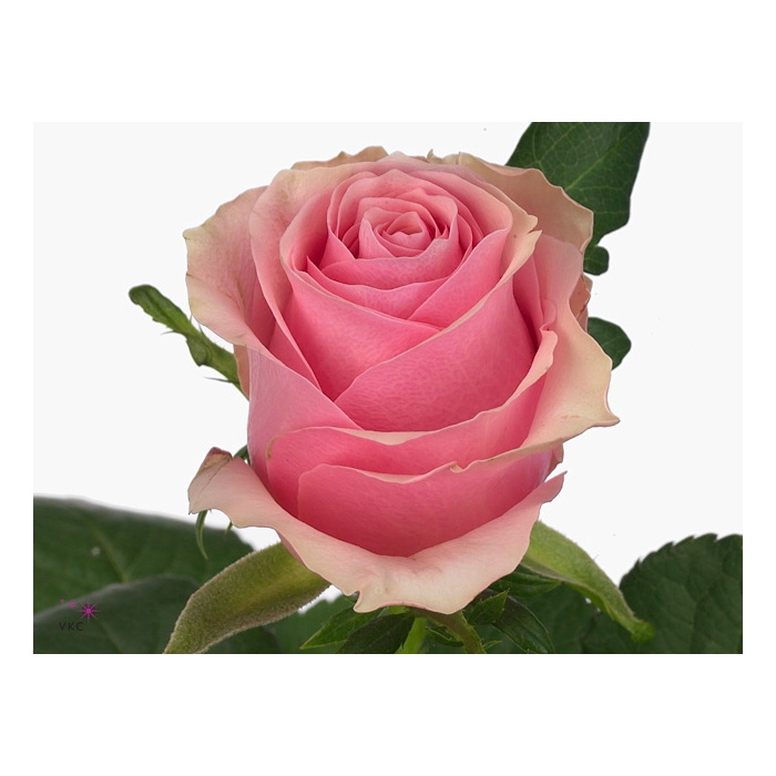 <h4>Rosa Celeb</h4>