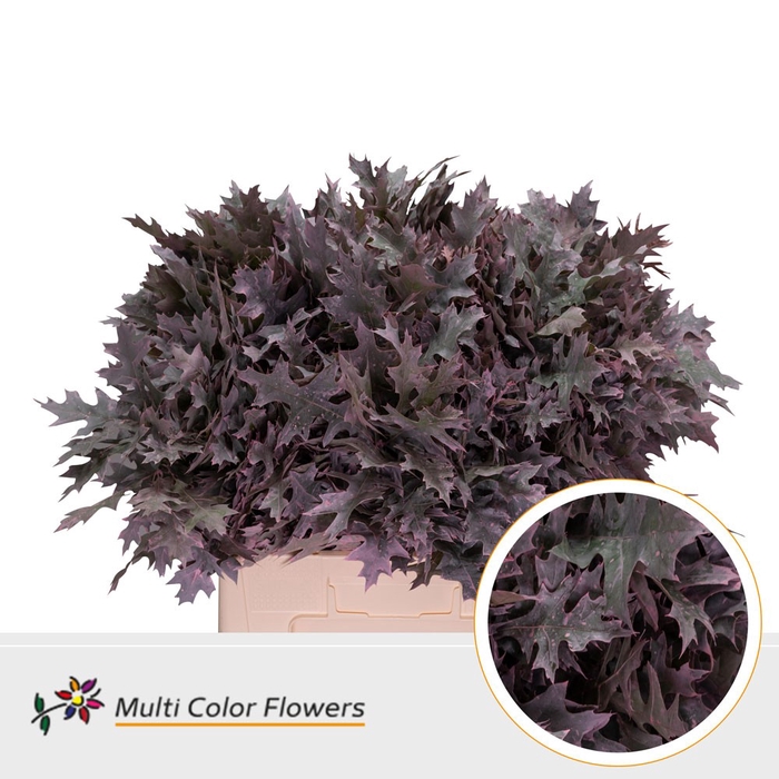 <h4>Eik Fijn (60 cm) Frost rose</h4>