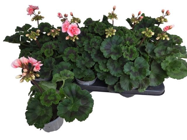 <h4>PEL ZON MONTEVIDEO</h4>