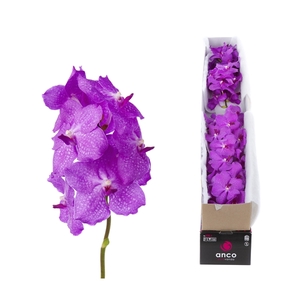 Vanda Candy Pink X4 p.st.