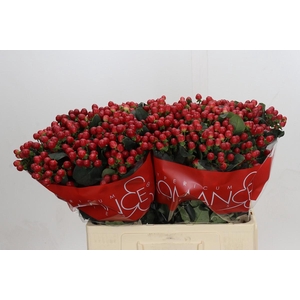 Hypericum True Romance