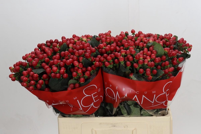 <h4>Hypericum True Romance</h4>