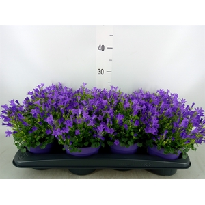 Campanula porten. 'Get Mee'