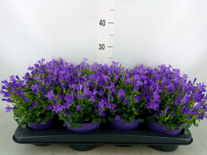 <h4>Campanula porten. 'Get Mee'</h4>