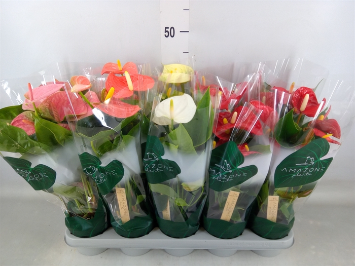 <h4>Anthurium   ...mix 4</h4>