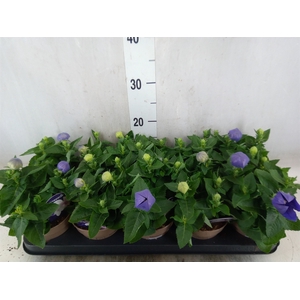 Platycodon grand. 'Astra Blue'