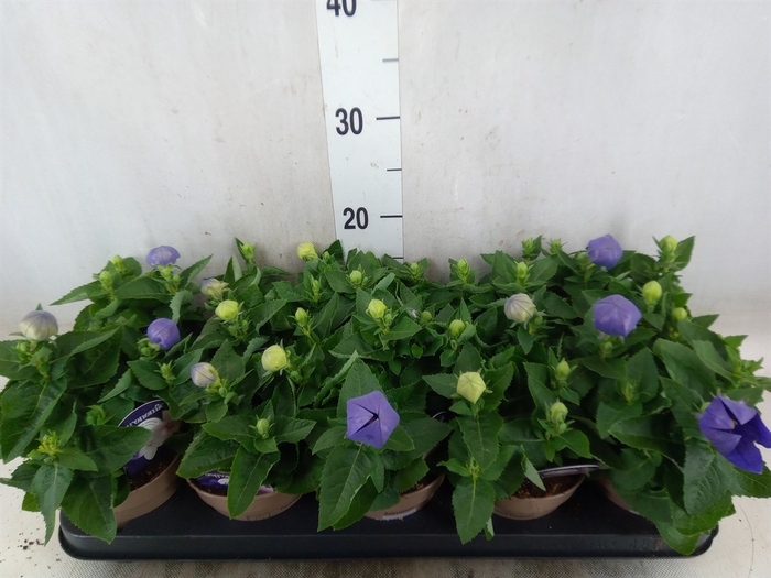 <h4>Platycodon grand. 'Astra Blue'</h4>