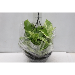 JIBOIA BRANCO PEND C21 PENDENTE