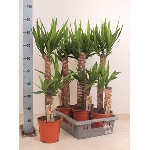YUCCA