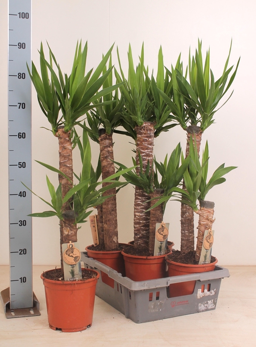 <h4>YUCCA</h4>