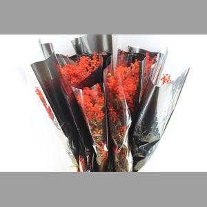 Acacia Mimosa Mirandole Red/orange