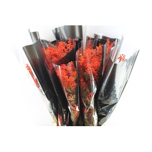 Acacia Mimosa Mirandole Red/orange