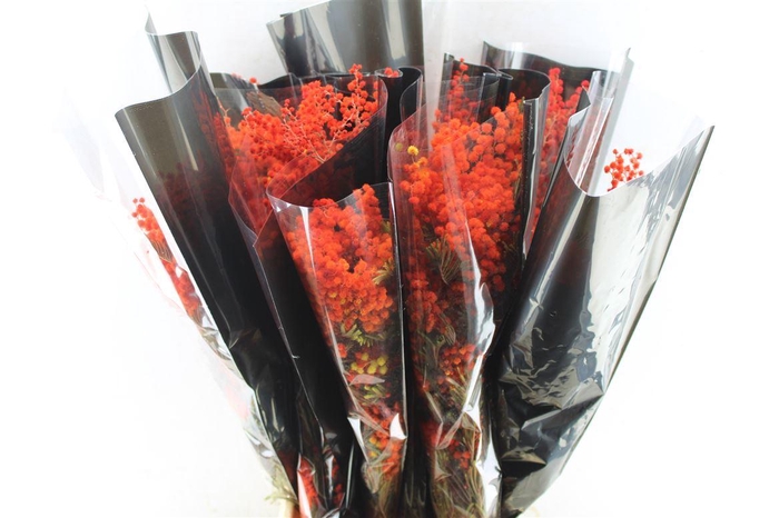 <h4>Acacia Mimosa Mirandole Red/orange</h4>