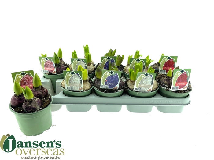 <h4>HYACIN GEM 4 KL</h4>