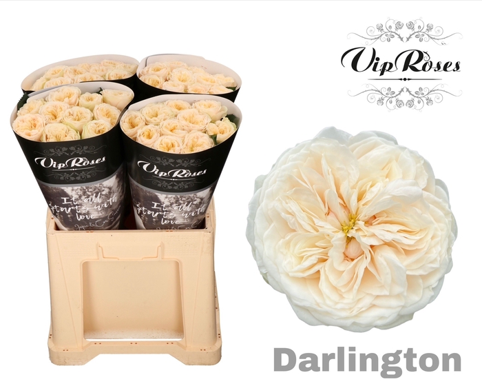 <h4>R GR DARLINGTON x40</h4>