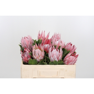 Protea Cynaroides