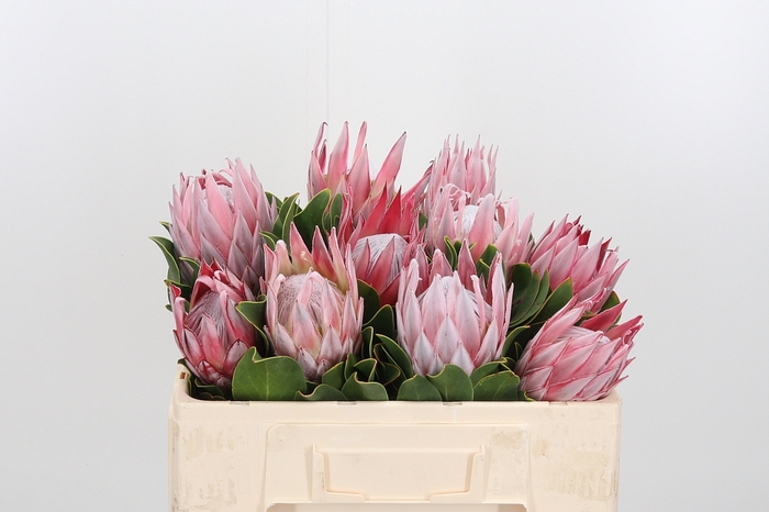 <h4>Protea Cynaroides</h4>