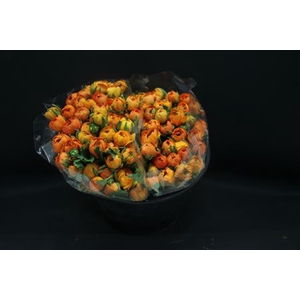 Ranonkel Extra Oranje