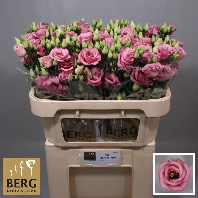 <h4>EUS G ROSI ROSE PINK</h4>