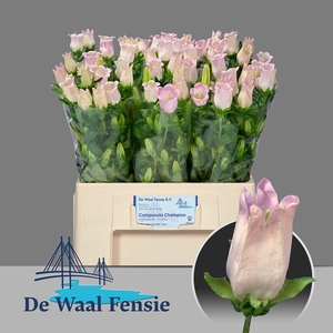 Campanula Champion Pink Waal Fensie
