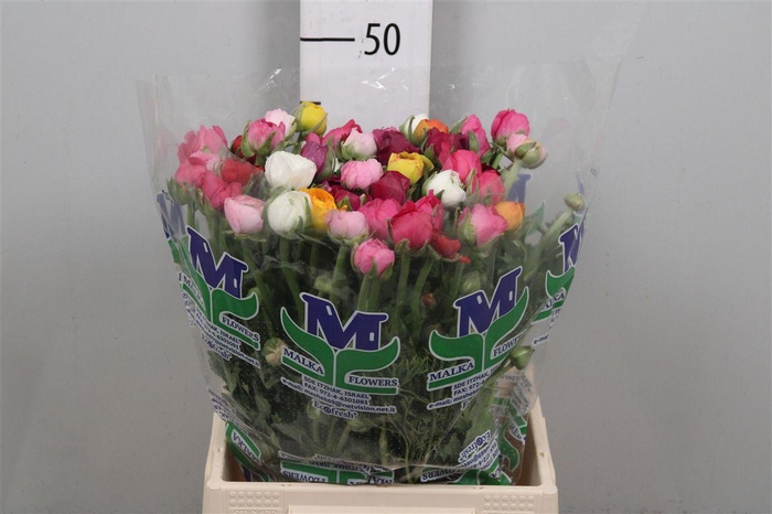 <h4>Ran Gem In Bos</h4>