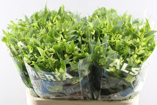 <h4>Alstr Fl Jade (groen)</h4>