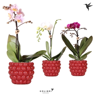 Kolibri Orchids Phalaenopsis Mix 1 spike in Berry pot