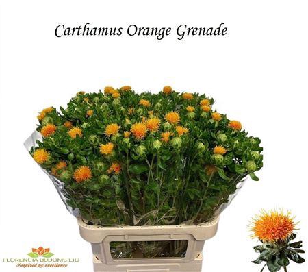 <h4>CARTH T ORANGE GRENADE</h4>