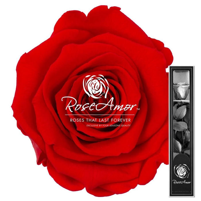 <h4>30cm Stem Ora03</h4>