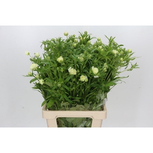 Ranunculus Butterfly Graces