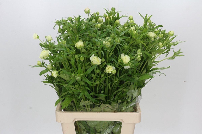 <h4>Ranunculus Butterfly Graces</h4>