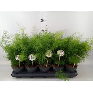 Asparagus dens. 'Sprengeri'