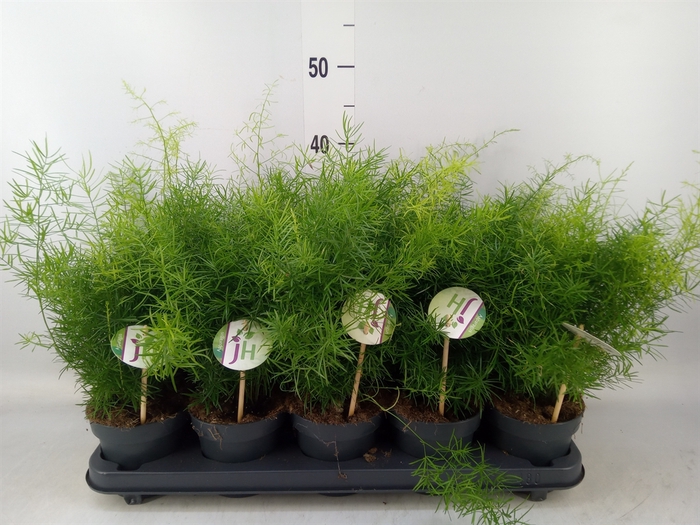 <h4>Asparagus dens. 'Sprengeri'</h4>