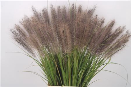 Siergras Pennisetum Redhead