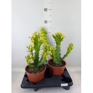 Euphorbia   ...