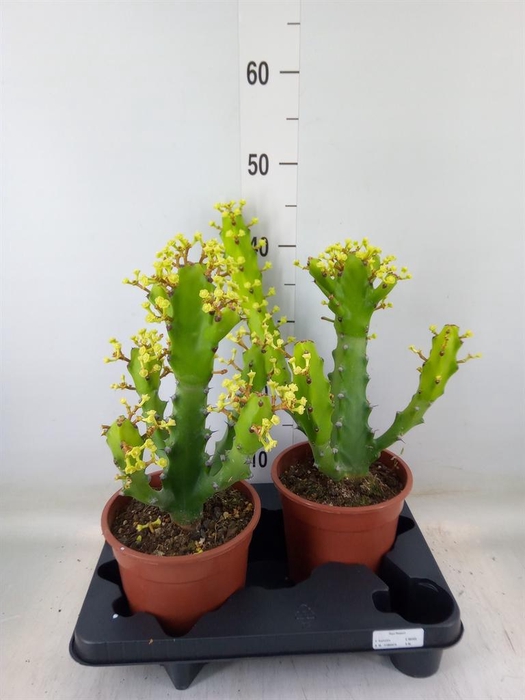 <h4>Euphorbia   ...</h4>