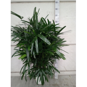 Rhapis excelsa