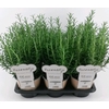 Rosmarinus Officinalis L'Aroma Rozemarijn, NL-etiket met tip